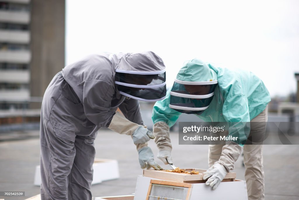 Beekeepers inspecting hive