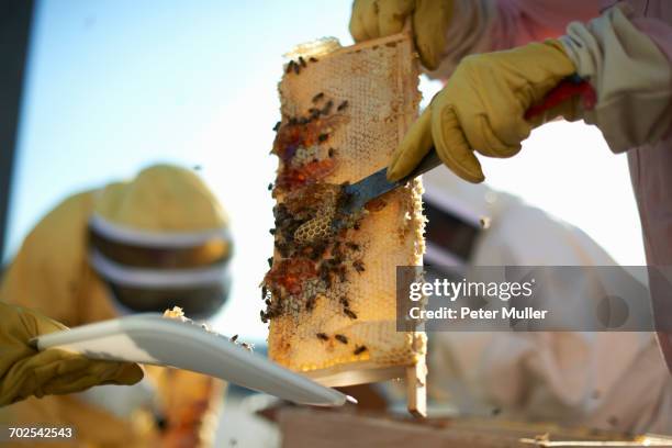 beekeepers scraping honeycomb tray on city rooftop - apiculture stock pictures, royalty-free photos & images