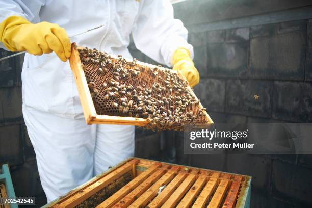 beekeeper inspecting hive frame, mid section - beekeeper stock pictures, royalty-free photos & images