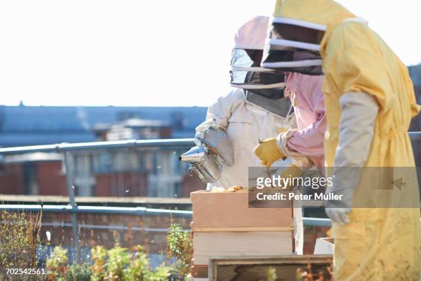 male and female beekeepers tending trays on city rooftop - beekeeper tending hives stock pictures, royalty-free photos & images