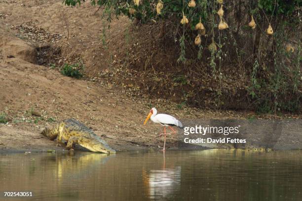 yellow-billed stork (mycteria ibis) encounter with crocodiles (crocodylus niloticus) at edge of water - crocodiles nest stock pictures, royalty-free photos & images