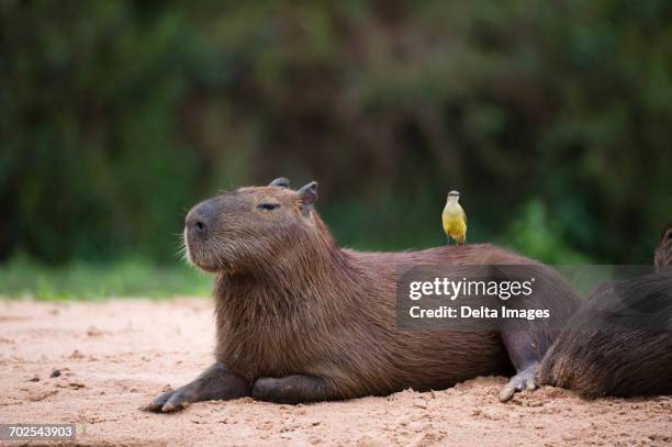 great kiskadee (pitangus sulphuratus) perched on capybara (hydrochaeris hydrochaeris) on riverbank, pantanal, mato grosso, brazil - capybara stock pictures, royalty-free photos & images