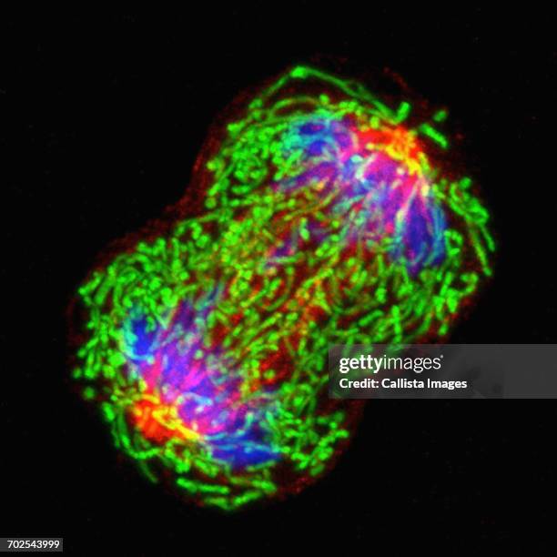 microscopic image breast cancer cell dividing - celldelning bildbanksfoton och bilder