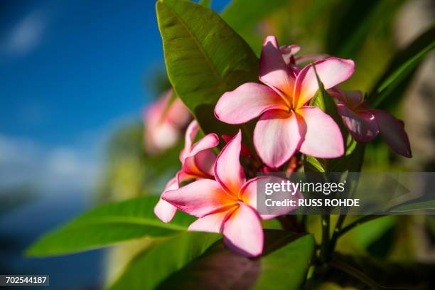 close up of tropical pink flowers, reunion island - island of la reunion stock pictures, royalty-free photos & images