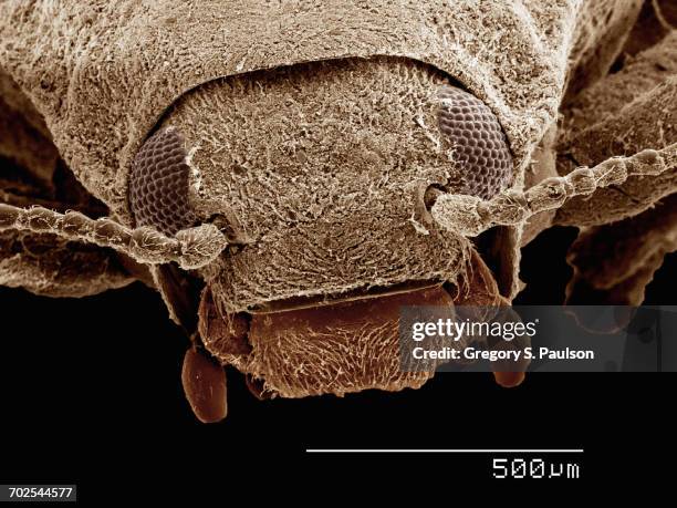 Coleoptera Microscope 248 Coleoptera Stock Photos, High-Res Pictures, and Images - Getty Images