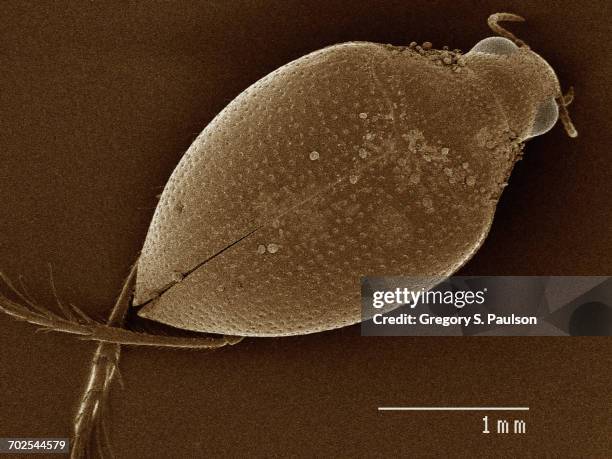 Coleoptera Microscope 257 Coleoptera Stock Photos, High-Res Pictures, and Images - Getty Images