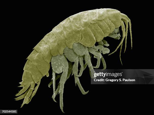 scanning electron micrograph of a freshwater amphipod (hyalella sp) - micrografia eletrónica de varrimento imagens e fotografias de stock