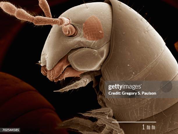 scanning electron micrograph of a male millipede (diplopoda) - micrografía electrónica escaneadora fotografías e imágenes de stock