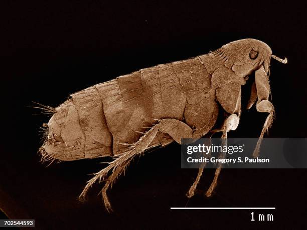 scanning electron micrograph of the head of a flea (siphonaptera) - flea stock-fotos und bilder