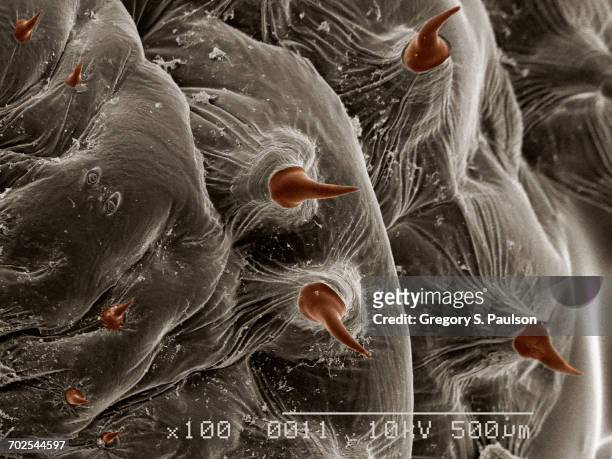 scanning electron micrograph of a human bot fly (diptera: dermatobia sp.) - bot fly stockfoto's en -beelden