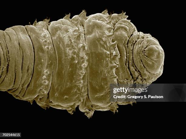 scanning electron micrograph of a human bot fly (diptera: dermatobia sp.) - human-botfly stock pictures, royalty-free photos & images