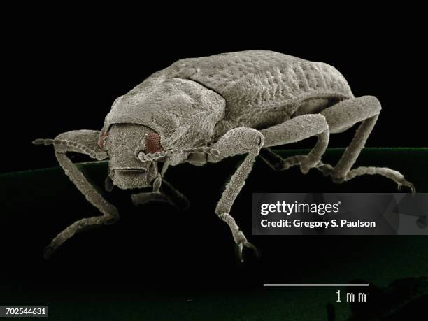 Coleoptera Microscope 257 Coleoptera Stock Photos, High-Res Pictures, and Images - Getty Images