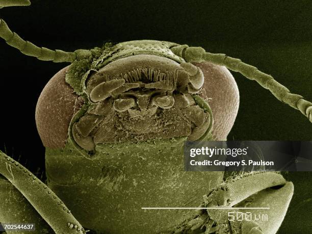 Coleoptera Microscope Coleoptera Photos and Premium High Res Pictures - Getty Images