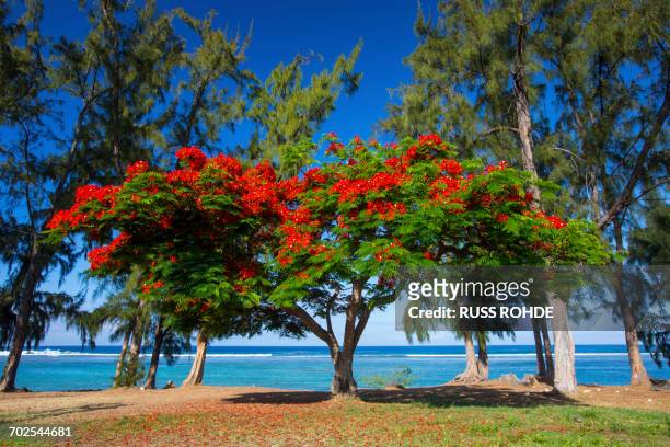 red flowering shrub on beach and indian ocean, reunion island - la reunion stock pictures, royalty-free photos & images