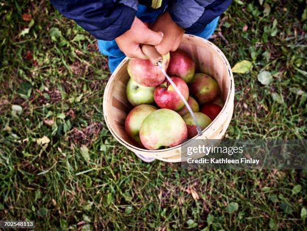 waist down view of boy carrying bucket of freshly picked apples - wood bucket stock pictures, royalty-free photos & images
