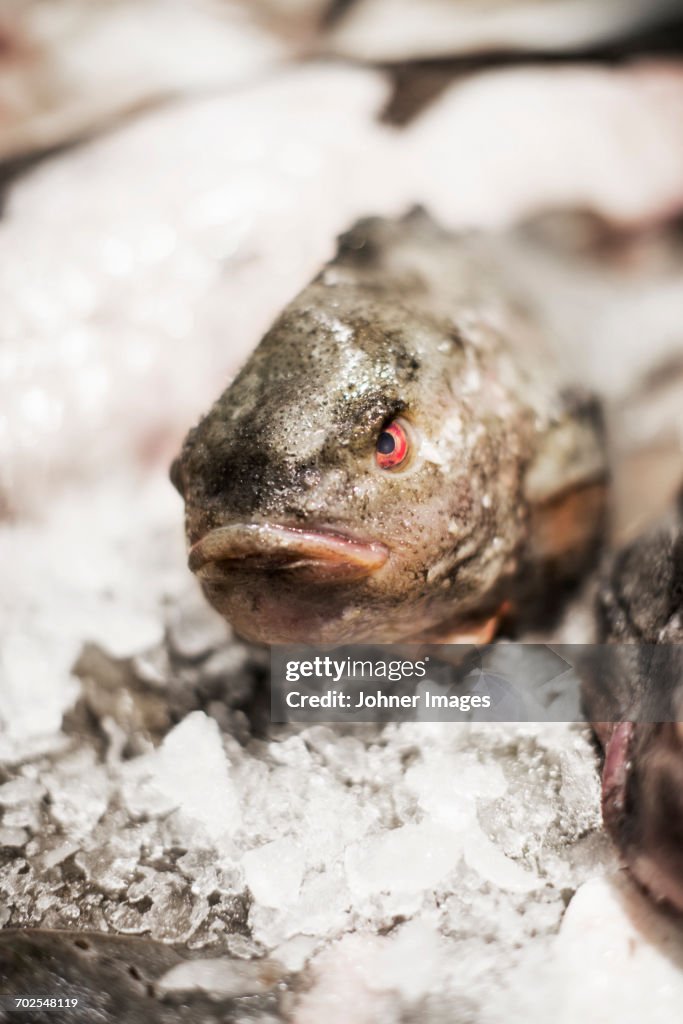 Fish, close-up