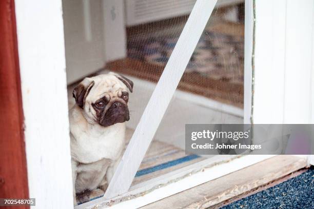 pug looking through window - mosquito netting stock pictures, royalty-free photos & images