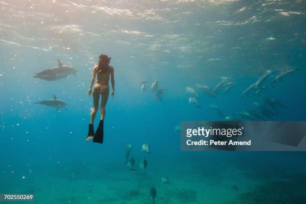 underwater view of woman snorkeling with sea life, oahu, hawaii, usa - flippers stock pictures, royalty-free photos & images