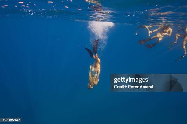 women wearing flippers swimming underwater, oahu, hawaii, usa - freitauchen stock-fotos und bilder