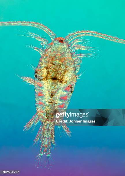 plankton, close-up - plankton stock pictures, royalty-free photos & images