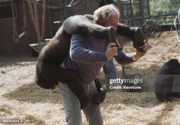 English zoo owner John Aspinall with one of his gorillas at Howletts Zoo in Kent, UK, 26th December 1974.