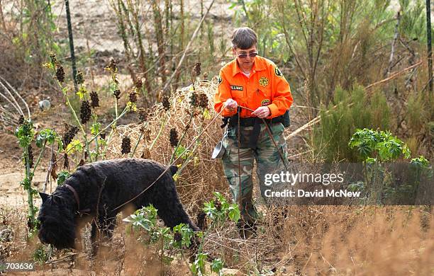 San Diego County Sheriffs search dog sniffs for possible missing parts from the decomposing body of 7-year-old Danielle van Dam February 28, 2002...
