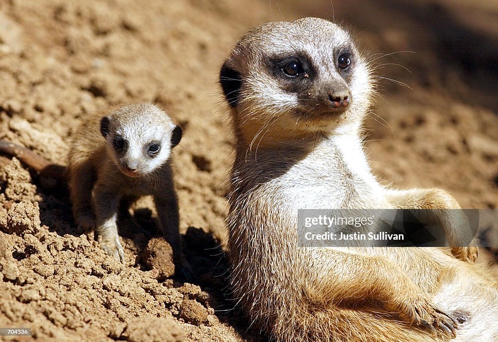 Meerkat Pups At San Francisco Zoo