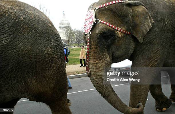 Elephants from the Ringling Brothers and Barnum & Bailey Circus pass by Capitol Hill March 18, 2002 in Washington, DC. The circus will perform at the...