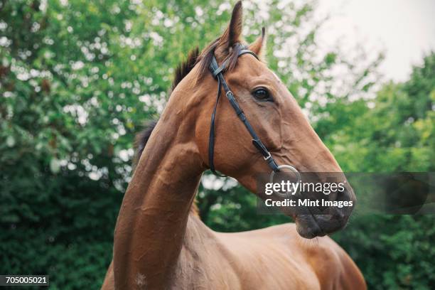 a bay thoroughbred racehorse in a paddock. head turned. - race horse stock-fotos und bilder