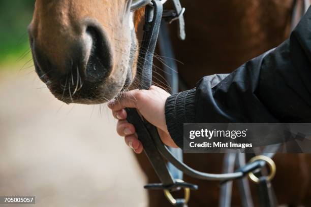 close up of a human hand holding a brown horse by the bridle. - paardrijbenodigdheden stockfoto's en -beelden