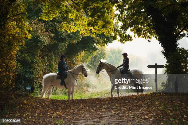 side view of two riders on grey horses on a forest path. - horseback riding stock pictures, royalty-free photos & images