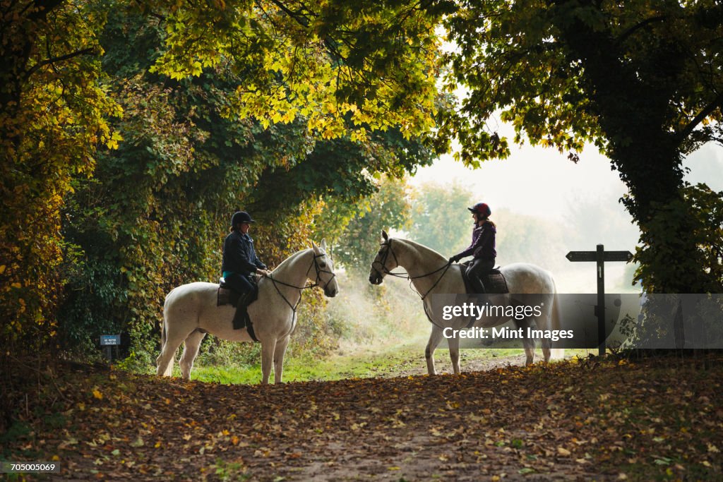 Side view of two riders on grey horses on a forest path.
