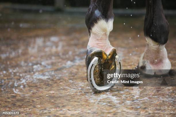 close up of a horses hoof with a new horse shoe. - hoof stock pictures, royalty-free photos & images