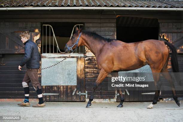 a young man in a stable yard with a bay horse on a leading rein. - anführen stock-fotos und bilder