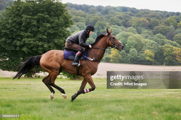 man on a bay horse galloping across grass. - riding photos et images de collection