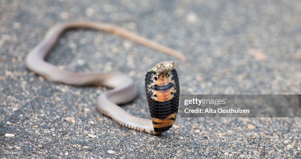 Spitting cobra (Naja mossambica) rearing up aggressively on a road to fight off danger