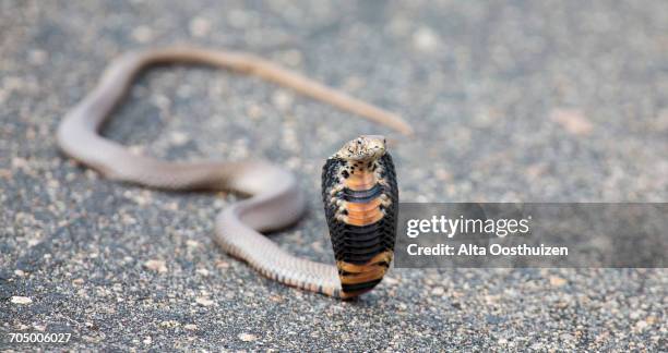 spitting cobra (naja mossambica) rearing up aggressively on a road to fight off danger - cobra stock pictures, royalty-free photos & images