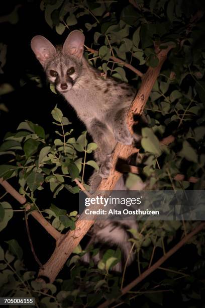 genet with spots hiding in a tree at night - camouflaged cat ストックフォトと画像