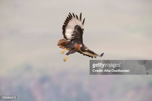 jackal buzzard (buteo rufofuscus) in flight at giants castle, drakensberg mountains, kwazulu-natal, south africa - hawk protecting stock-fotos und bilder