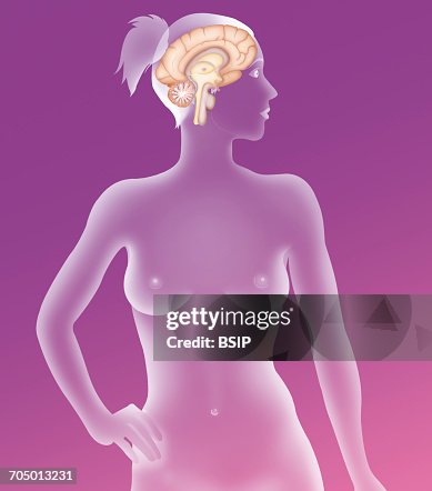 Brain, drawing Brain, drawing