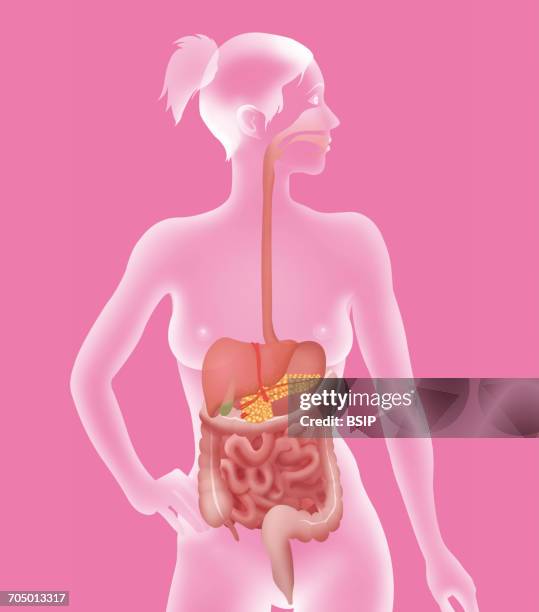 digestive system, illustration - appendix stock illustrations