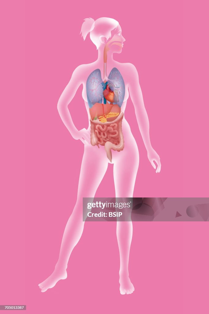 Trunk Inhuman Anatomy Trunk High-Res Vector Graphic - Getty Images