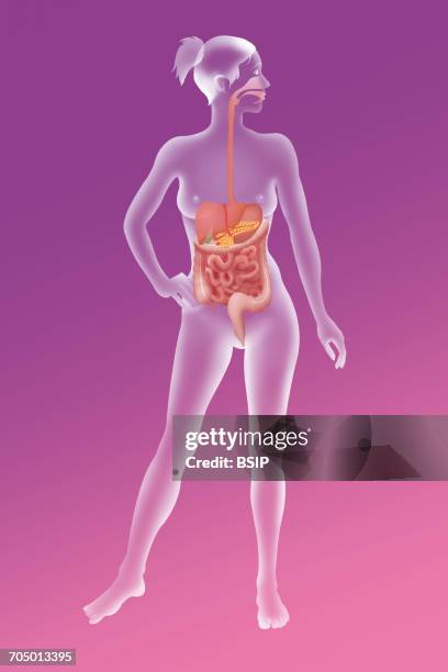 digestive system, illustration - appendix stock illustrations