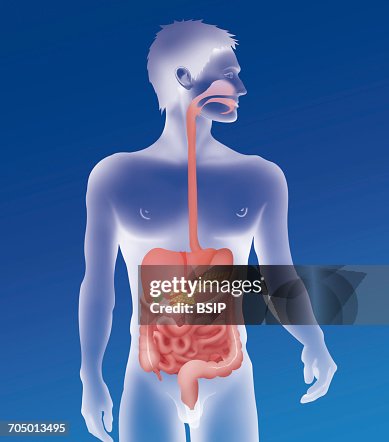 Digestive system, illustration Digestive system, illustration