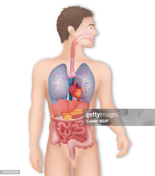 anatomy, trunk - appendix stock illustrations