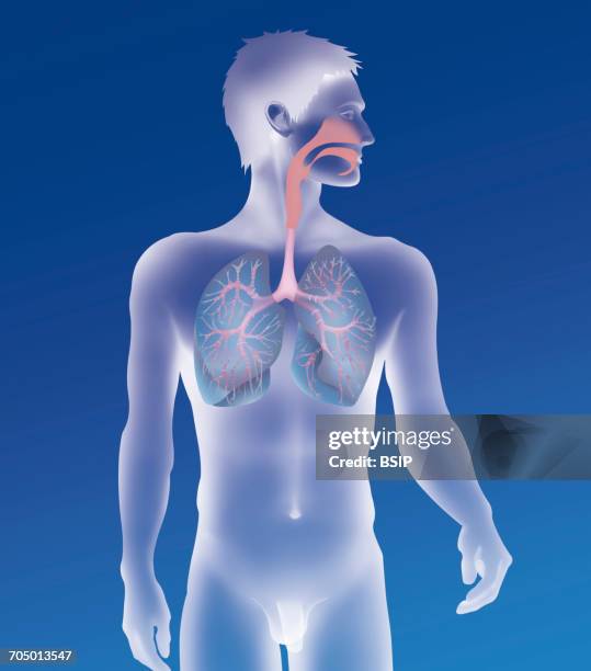 respiratory tract, drawing - pharynx stock illustrations