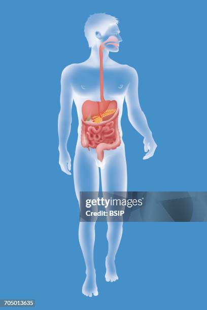 Body Map Appendix 210 Where Is The Appendix On The Human Body Stock Photos, High-Res ...
