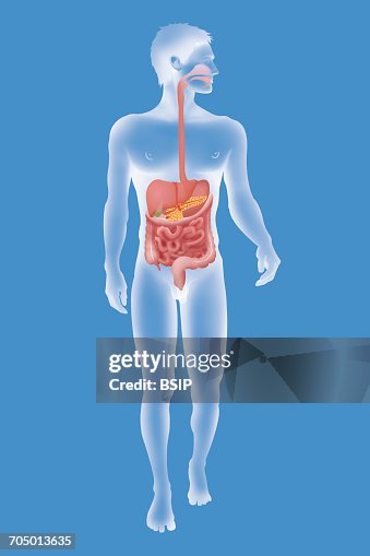 Digestive system, illustration Digestive system, illustration