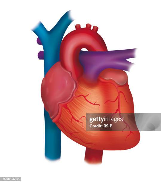 heart, anatomy - coronary artery点のイラスト素材／クリップアート素材／マンガ素材／アイコン素材