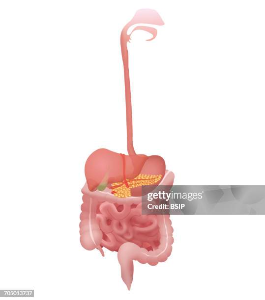 ilustrações de stock, clip art, desenhos animados e ícones de digestive system - esófago